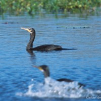 Phalacrocorax carbo Linnaeus, 1758